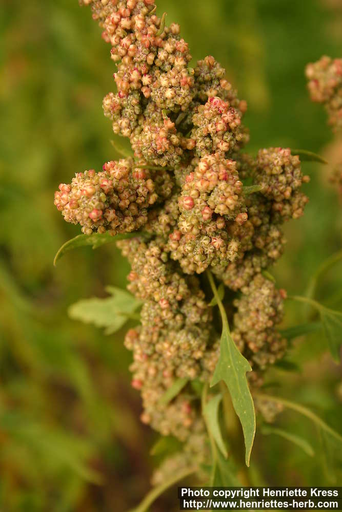 Quinoa 